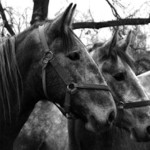 Kladrubský bělouš