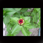 Rozvijej se popupatko...