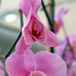 orchidea