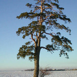 Osamělá borovice 2