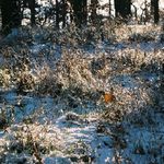 Zimné slnko na snehu