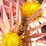 ...preco nepreletii?!)...