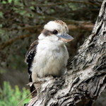 Kookaburra