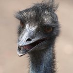 Inteligentní výraz