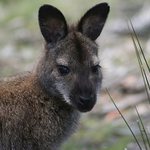 Smutně koukající ....