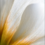 Pohled do mikrosvěta květin I