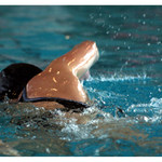 Ze závodů vodních záchranářů II