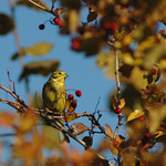 Schován v křoví - Strnad obecný