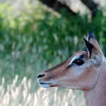 Impala