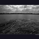 Pohřebiště stromů