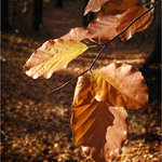 Z podzimní procházky