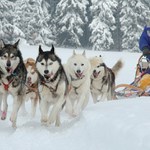 Závod psích spřežení