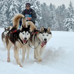 Závod psích spřežení II