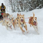 Závod psích spřežení III