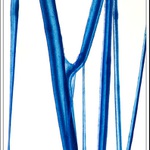 Ze života plastelíny