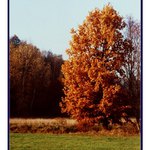 Podzimní stromy IV.