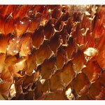 sluneční plamínky