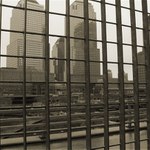 Mriezkovka newyorkská