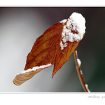 Jen takový lístek z bílou čepicí.....