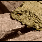 Kamenožrout obecný