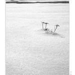 poslední zůstává sám