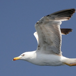 Čajka I alebo Vrabec II