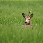 srnec v obilí