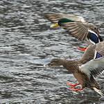 Pristávame drahý ...