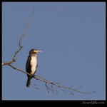 Kormorán ze Středních Čech