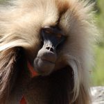 Gelada baboon