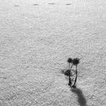 ...čtyři stopy ve sněhu...