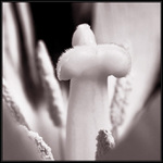 Uvnitř tulipánu ...