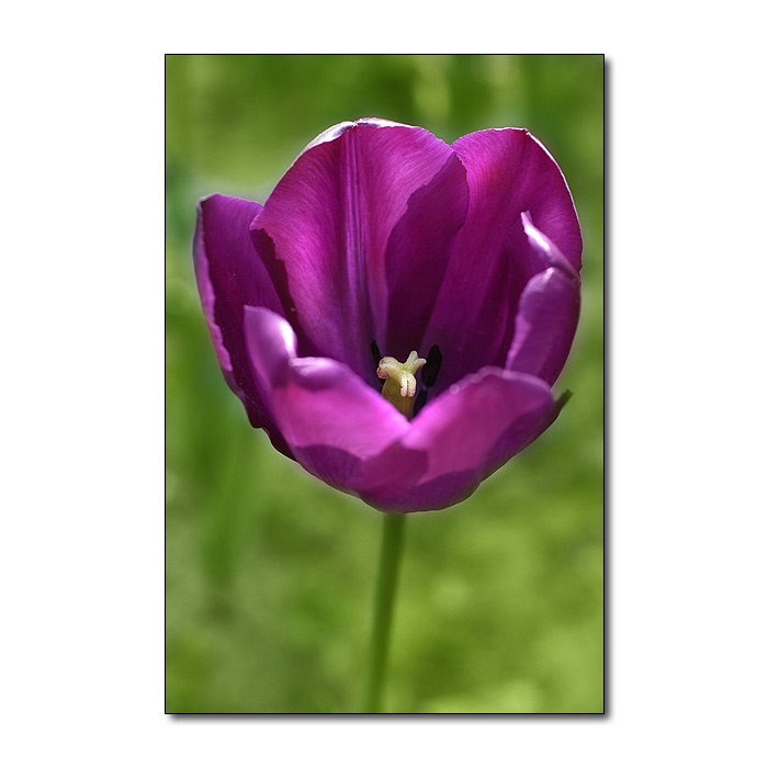 tulipan1