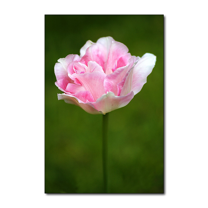 Tulipan 2