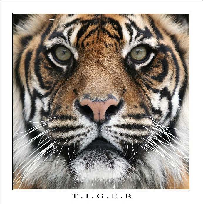 T.I.G.E.R
