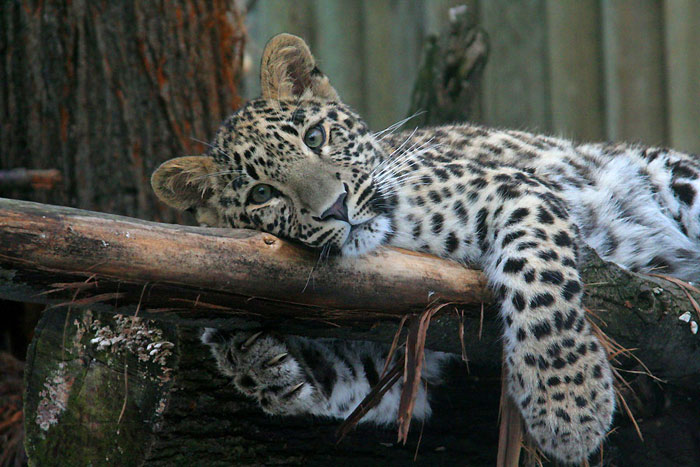 siesta