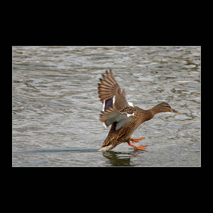 Duck-skiing