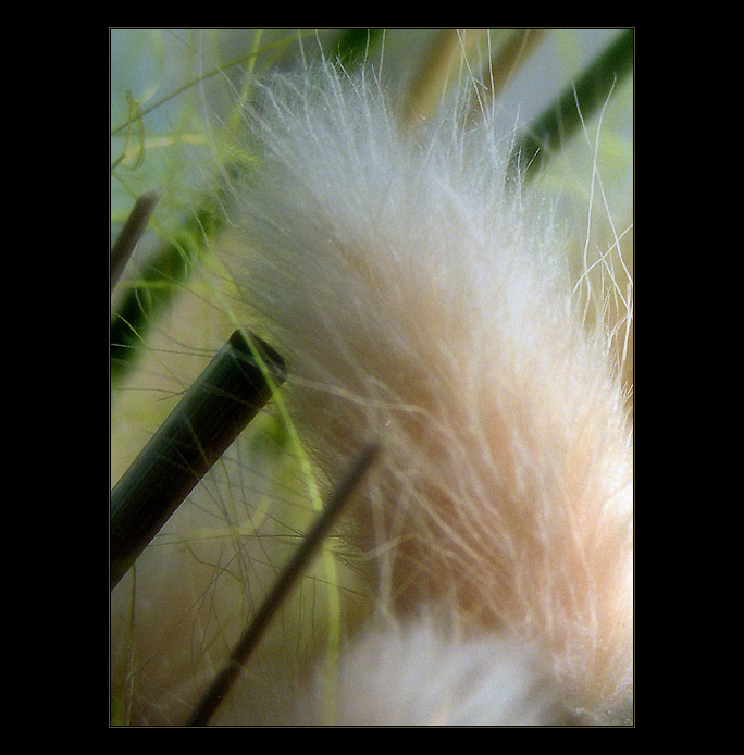  - dreaming VII. -