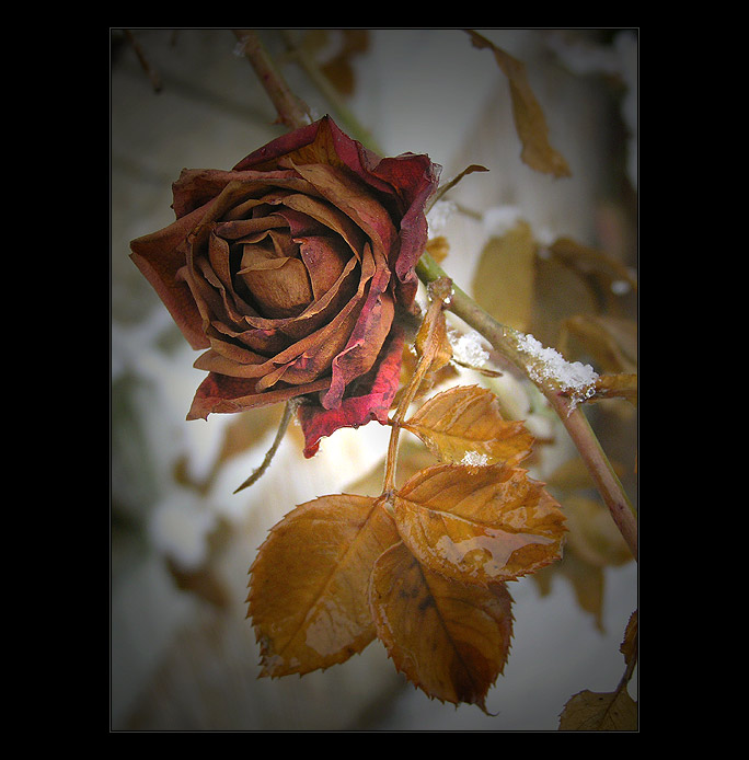 - rose II. -