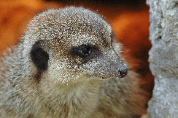Suricata suricata