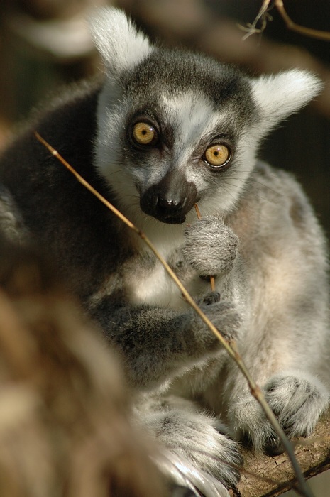 Lemur catta