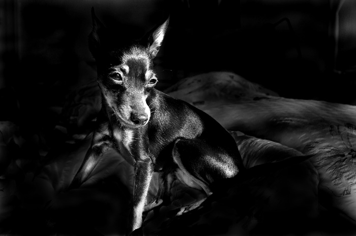 --gypsy--