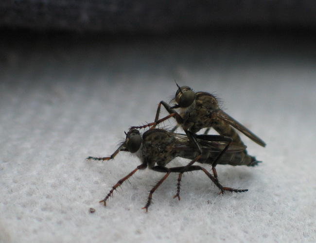 SLEZ ZE ME TY HOVADO:o))))))