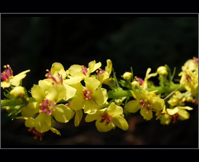 *jaro... kde jsi ???*