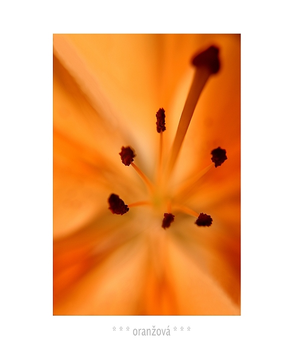 * * * oranžová * * *