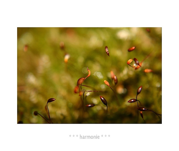 * * * harmonie * * *