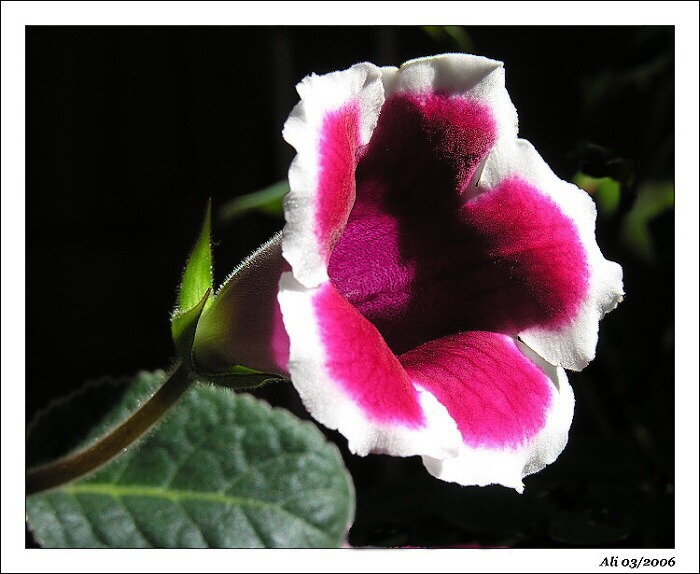 Siningia, pozdrav jari