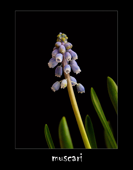 muscari