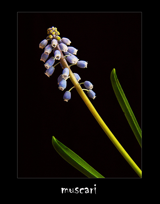 muscari II.