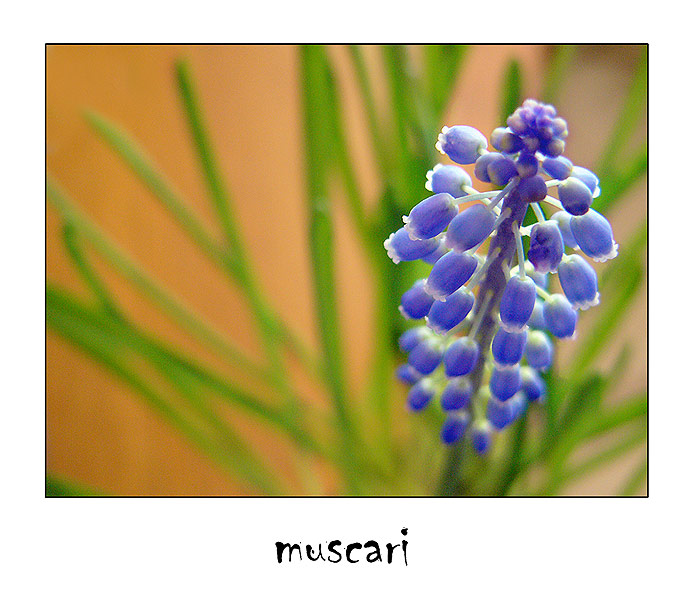 muscari III.